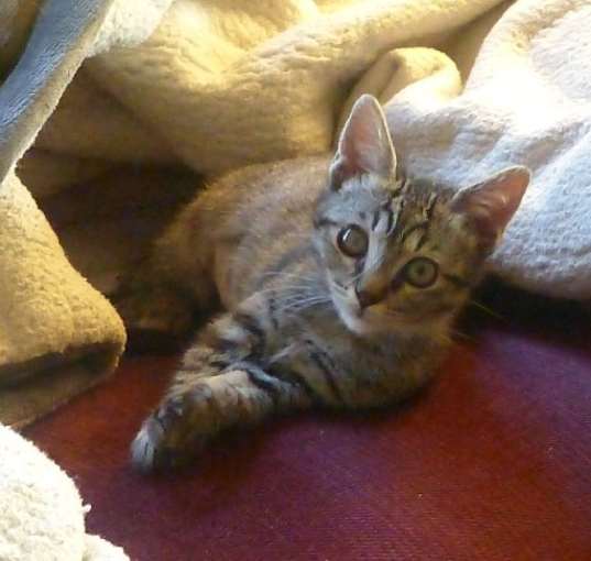 Photo of Bella