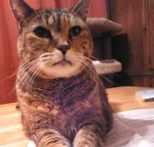 Photo of Sassy