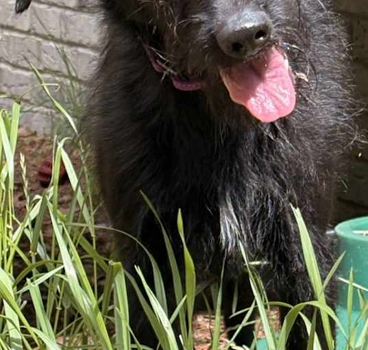 Photo of Sweetie Pie
