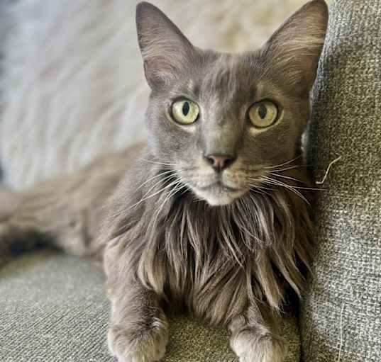 Photo of Sweetums
