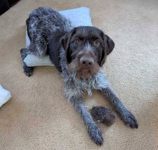 Photo of Odie