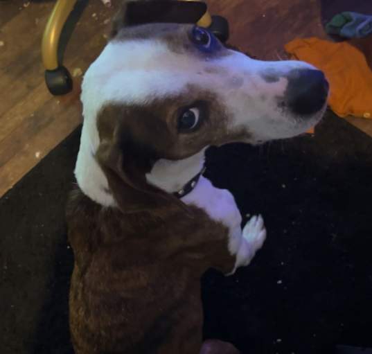 Photo of Rocky