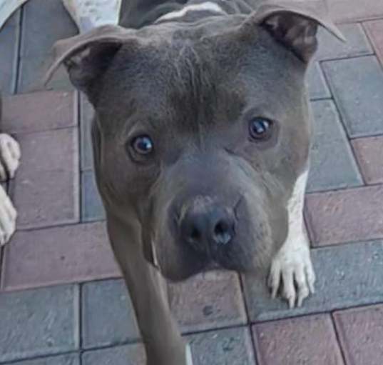 Photo of SAM (Pit)