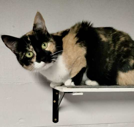 Photo of Athena (Calico goddess!)