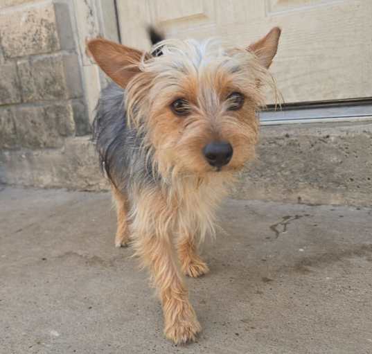 Photo of Rusty