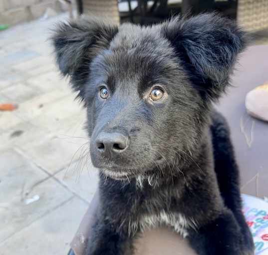 Photo of Bear