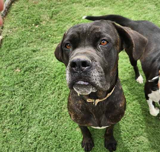 Photo of Goliath