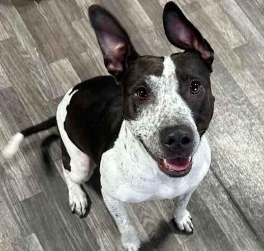 Photo of Miss pickles