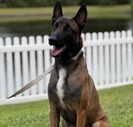 Photo of Pochita - Located in Florida