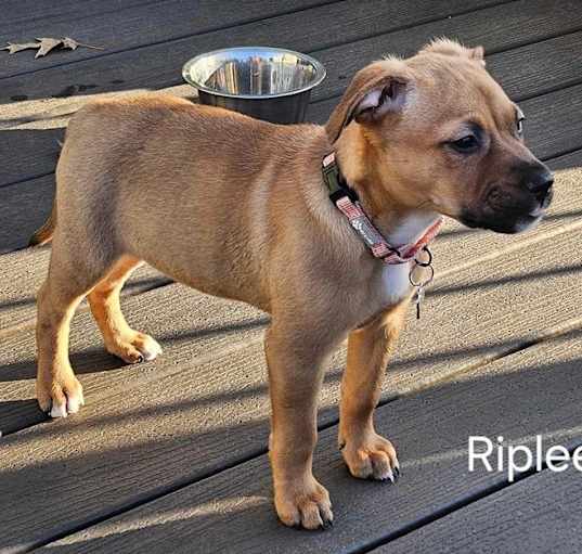 Photo of Riplee