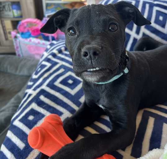 Photo of Lucky