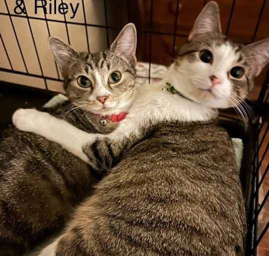 Photo of Scarlet bonded with Riley