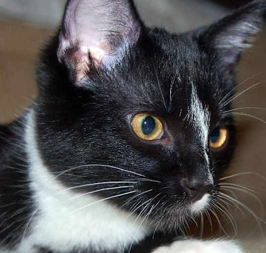 Photo of Twix