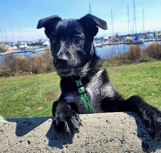 Photo of Chilli
