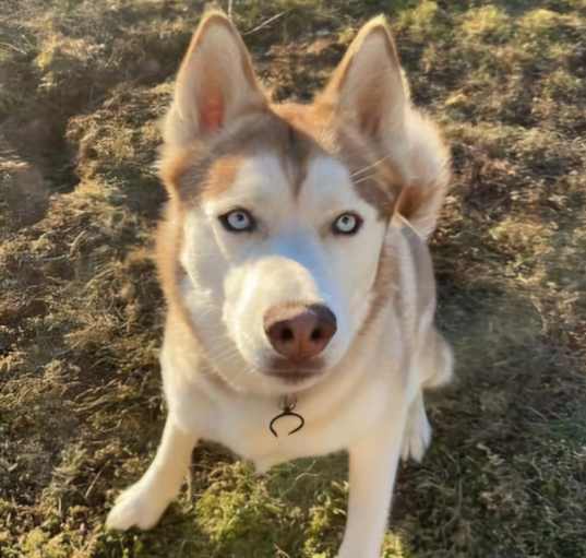 Photo of Jasper