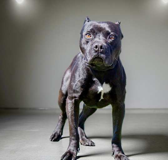Photo of King