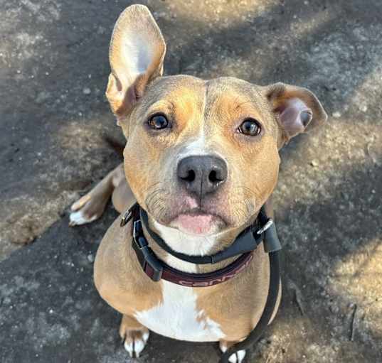 Photo of Bella