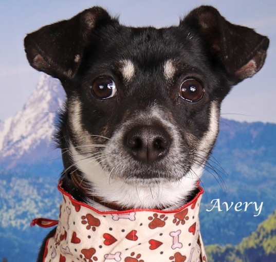 Photo of Avery