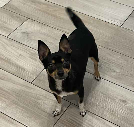 Photo of Tootsie