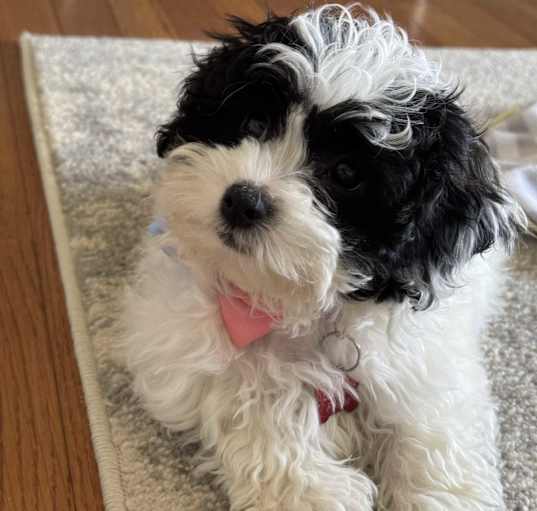 Photo of Buttercup