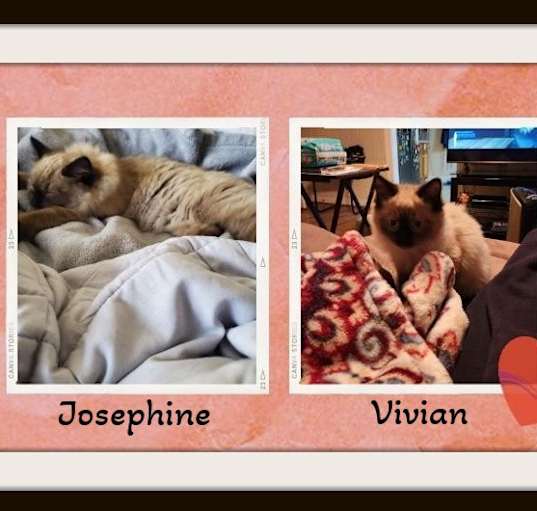 Photo of Cole, Vivian & Josephine -Trio