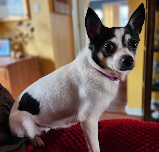 Photo of Cookie