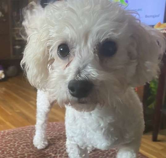 Photo of Toto