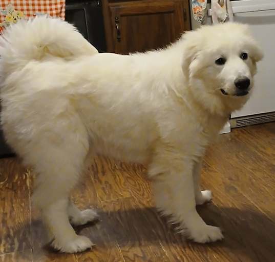 Photo of Rosie