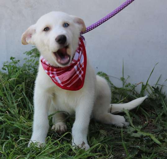 Photo of Gatsby