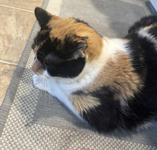 Photo of Snickerdoodle/ Smokey