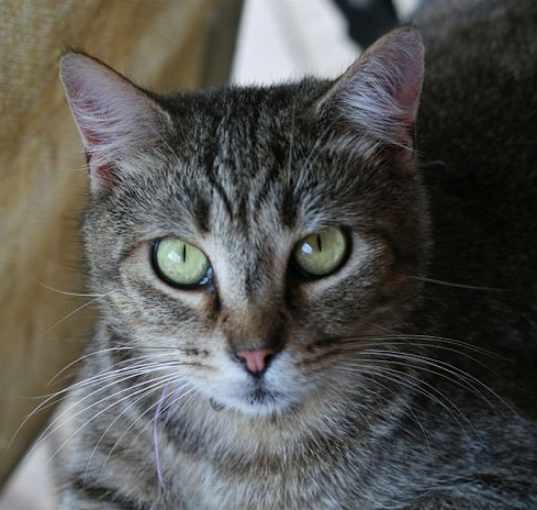 Photo of Bubba