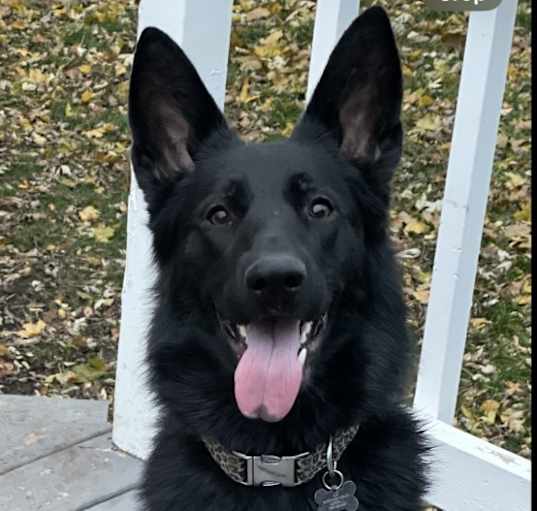 Photo of Luna