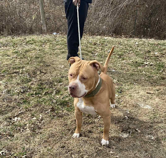 Photo of Bullet