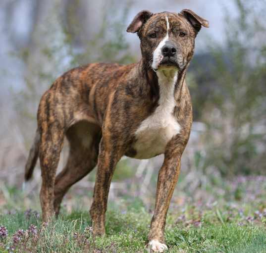 Photo of Sweet Pea