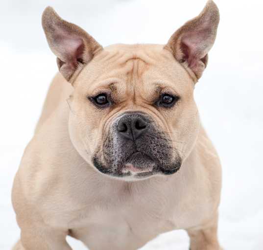 Photo of Zira