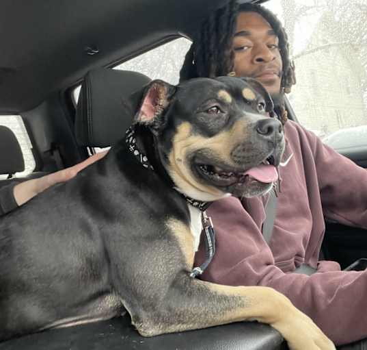 Photo of Koda