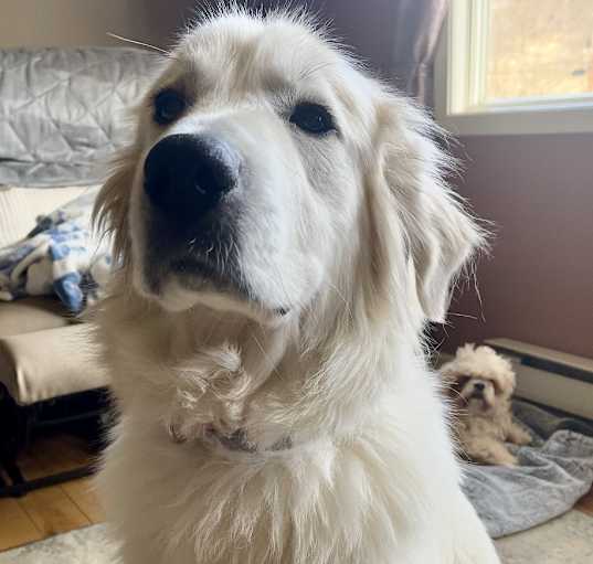 Photo of willow