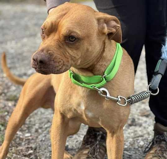 Photo of Jasper (1 yo, 50lbs)