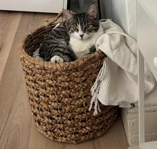 Photo of Kylo