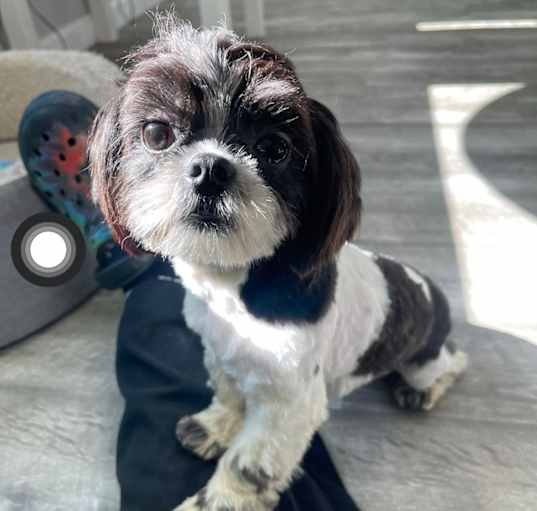 Photo of Fifi