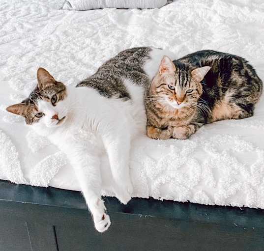 Photo of Toby and Ollie
