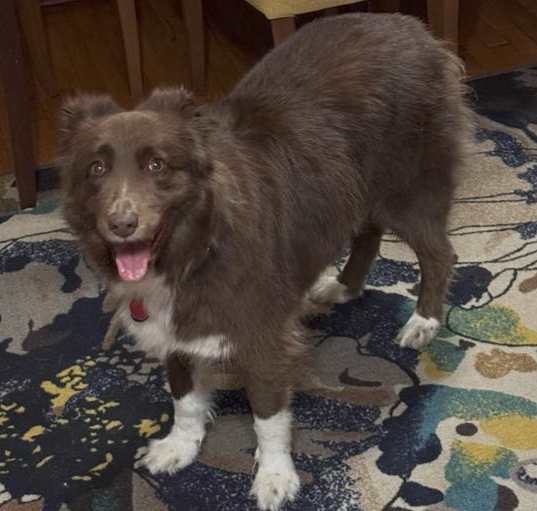Photo of Cooper