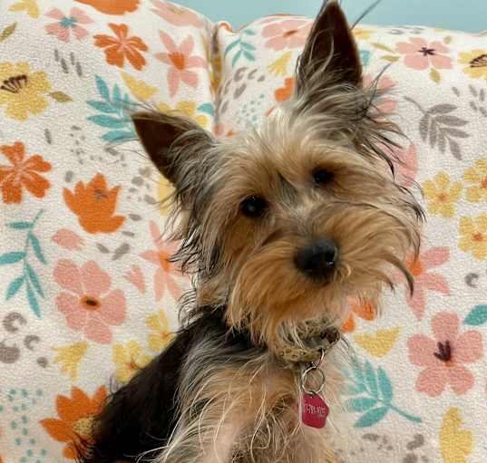Photo of Ace