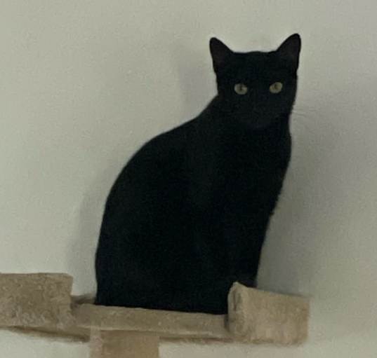 Photo of Boo