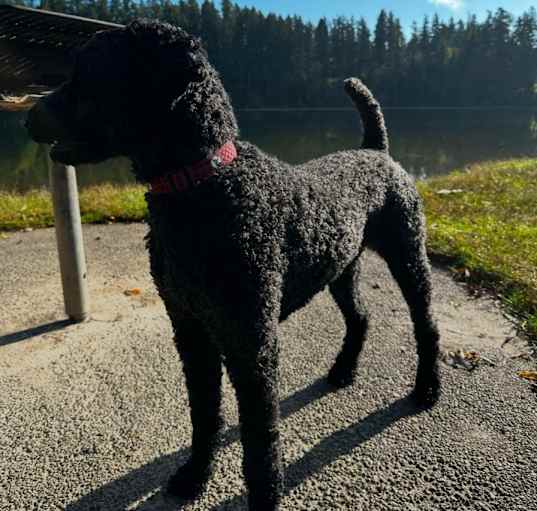 Photo of Smoky