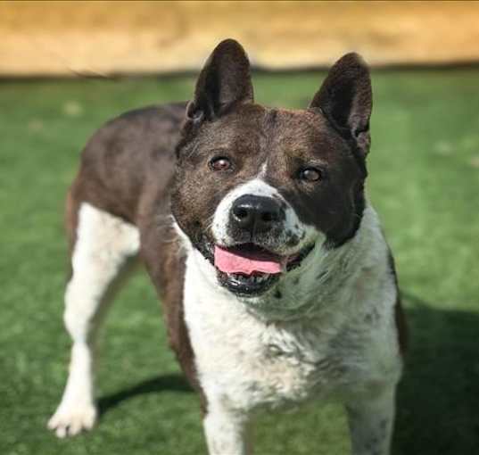 Photo of DODGE