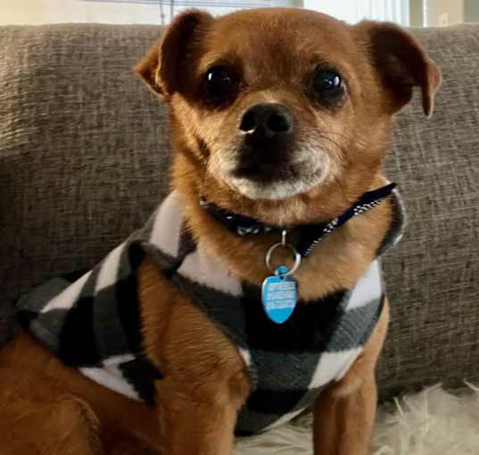 Photo of Baxter
