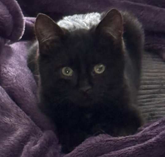 Photo of Kitten: Captain Crunch *Must have another cat in the home!*