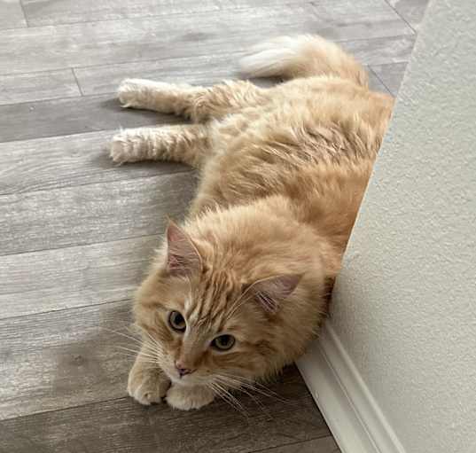 Photo of Garfield