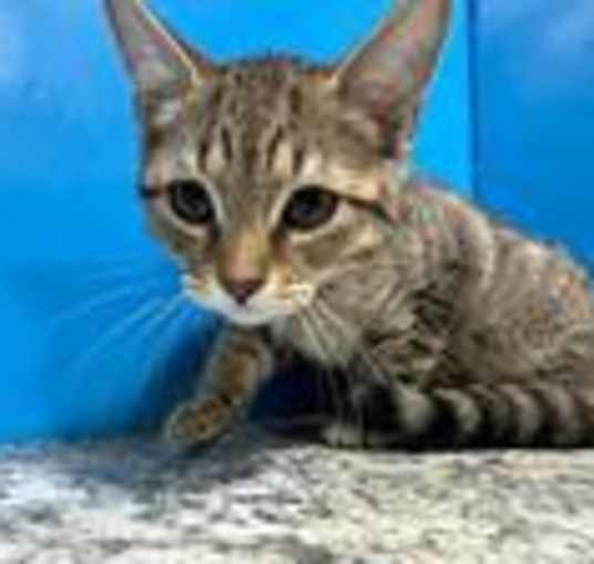 Photo of Fern
